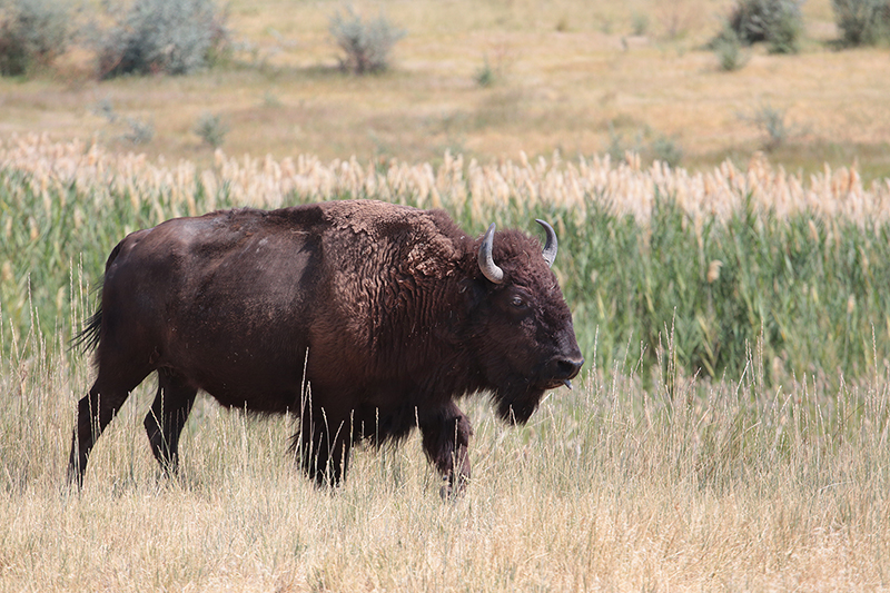Bison : Antelope Island : Utah : Landscape Photos : Richard Moore : Photographer